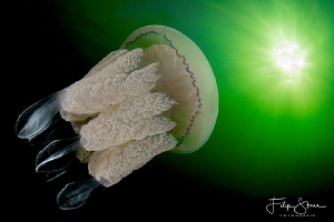 A Barrel jellyfish is swimming towards the sun. by Filip Staes 